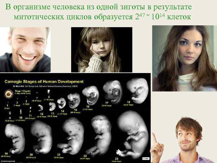 В организме человека из одной зиготы в результате митотических циклов образуется 247 = 1014