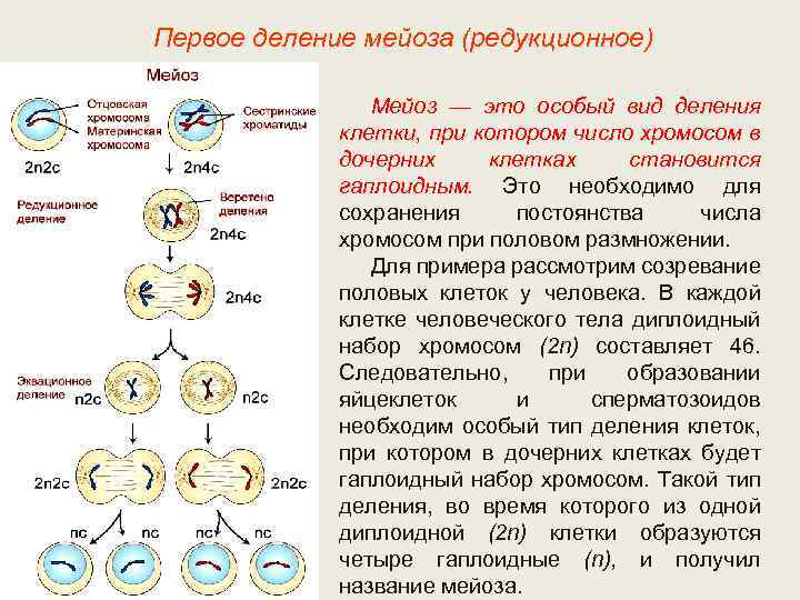 Первое деление мейоза (редукционное) Мейоз — это особый вид деления клетки, при котором число