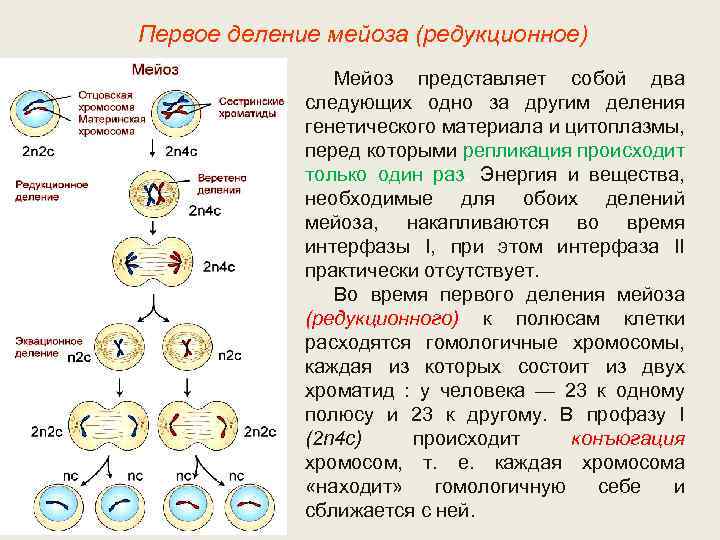 Первое деление мейоза