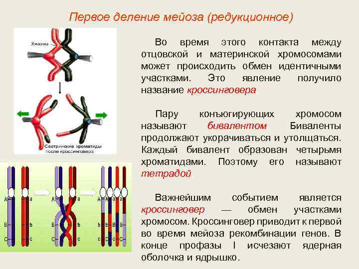 Первое деление мейоза (редукционное) Во время этого контакта между отцовской и материнской хромосомами может