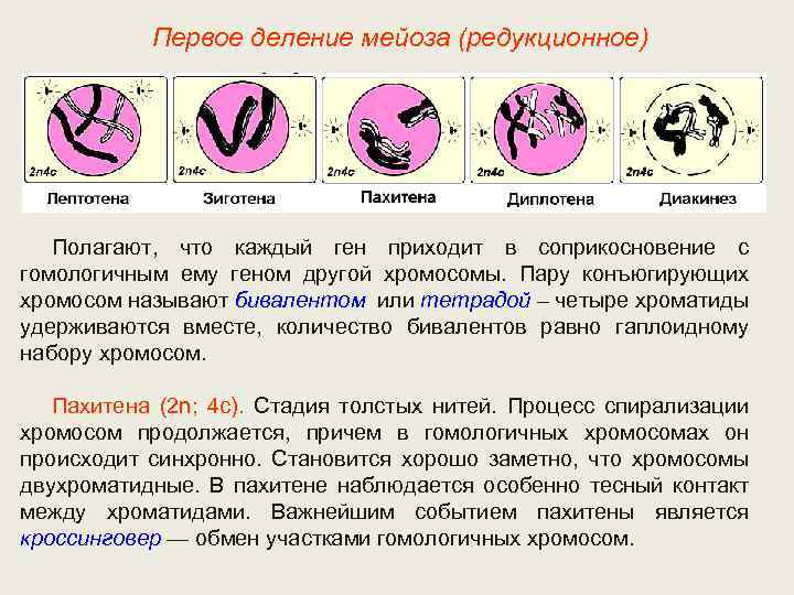 Первое деление мейоза (редукционное) Полагают, что каждый ген приходит в соприкосновение с гомологичным ему