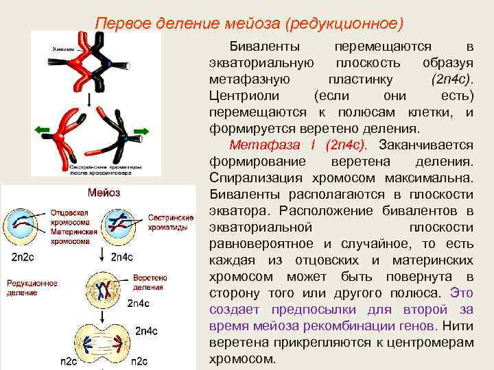 Полюса клетки. Формирование веретена деления мейоз. Биваленты в мейозе 1. Первое деление мейоза редукционное. Образуются биваленты.