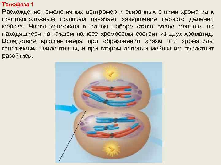 Телофаза 1 Расхождение гомологичных центромер и связанных с ними хроматид к противоположным полюсам означает