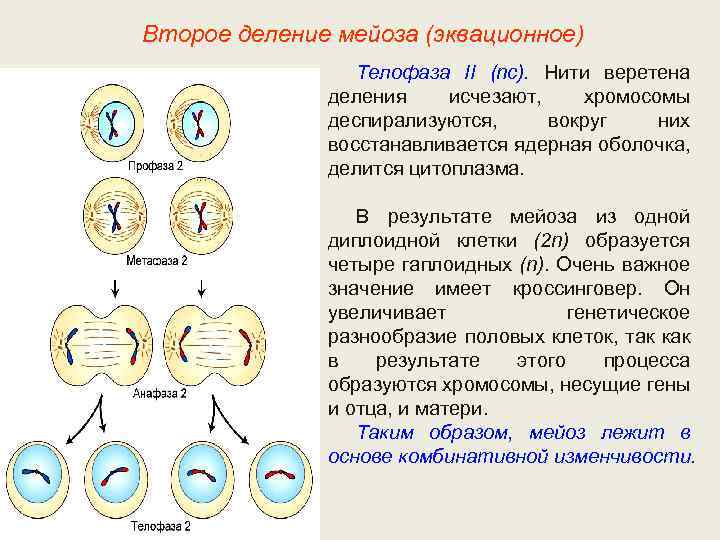 Второе деление мейоза (эквационное) Телофаза II (nс). Нити веретена деления исчезают, хромосомы деспирализуются, вокруг