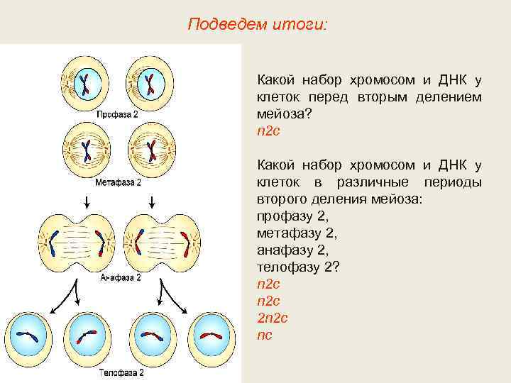 Подведем итоги: Какой набор хромосом и ДНК у клеток перед вторым делением мейоза? n