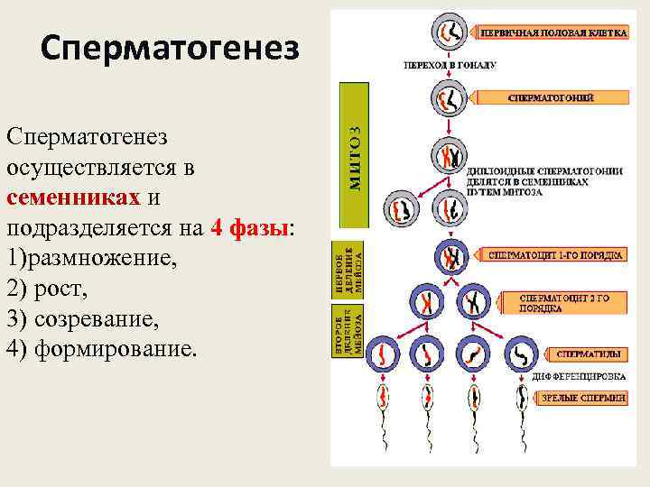 Cперматогенез Сперматогенез осуществляется в семенниках и подразделяется на 4 фазы: 1)размножение, 2) рост, 3)