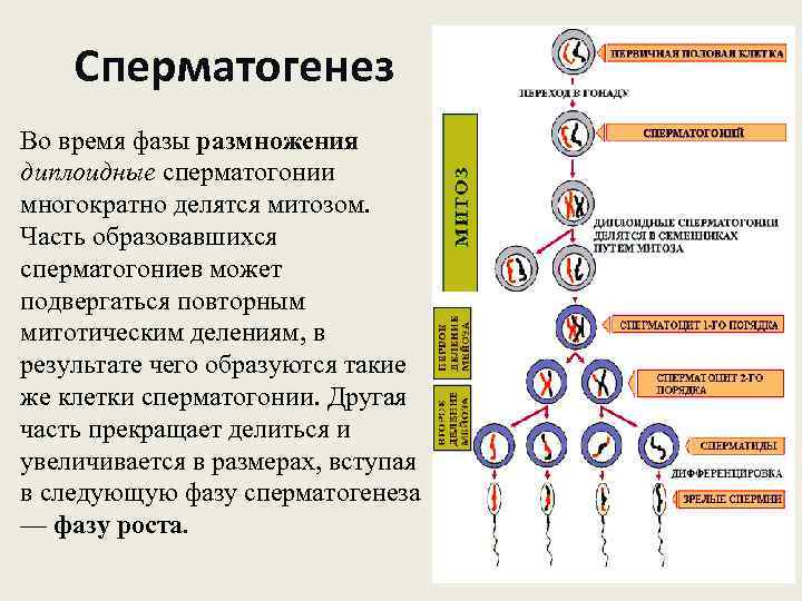 Cперматогенез Во время фазы размножения диплоидные сперматогонии многократно делятся митозом. Часть образовавшихся сперматогониев может