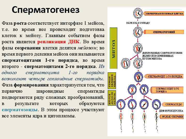 Cперматогенез Фаза роста соответствует интерфазе 1 мейоза, т. е. во время нее происходит подготовка