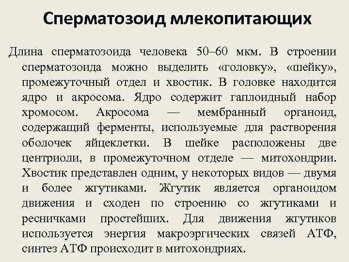 Сперматозоид млекопитающих Длина сперматозоида человека 50– 60 мкм. В строении сперматозоида можно выделить «головку»