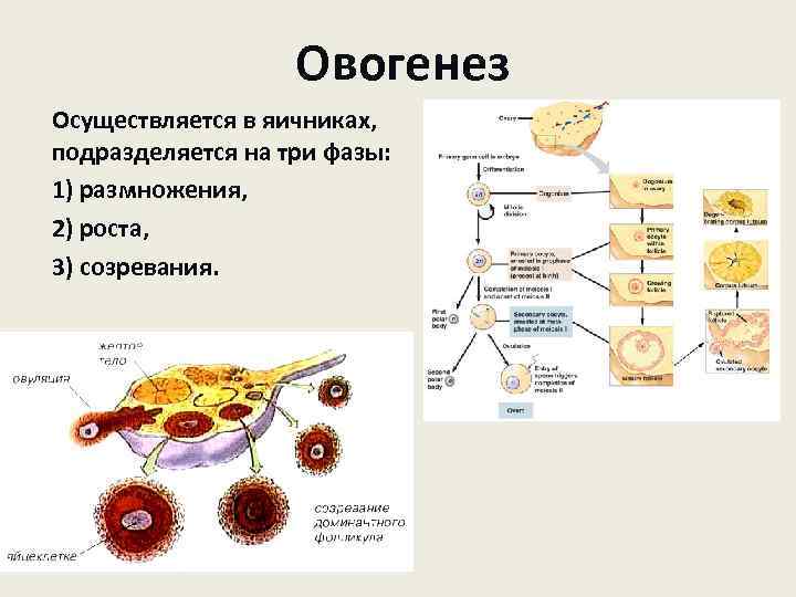 Овогенез Осуществляется в яичниках, подразделяется на три фазы: 1) размножения, 2) роста, 3) созревания.
