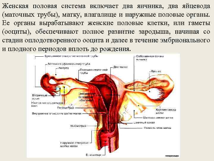 Женская половая система включает два яичника, два яйцевода (маточных трубы), матку, влагалище и наружные