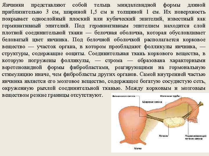 Яичники представляют собой тельца миндалевидной формы длиной приблизительно 3 см, шириной 1, 5 см