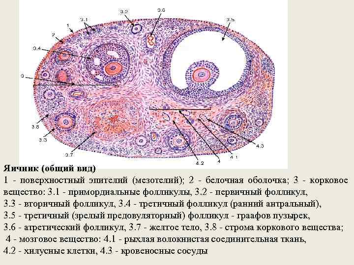 Яичник (общий вид) 1 - поверхностный эпителий (мезотелий); 2 - белочная оболочка; 3 -