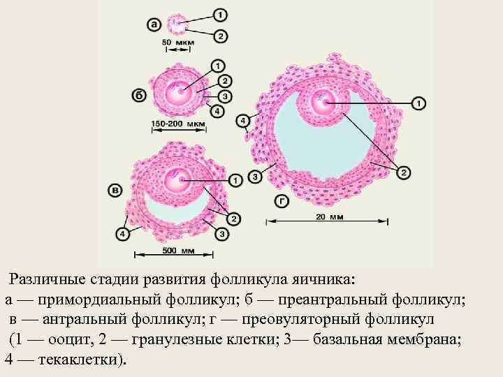  Различные стадии развития фолликула яичника: а — примордиальный фолликул; б — преантральный фолликул;