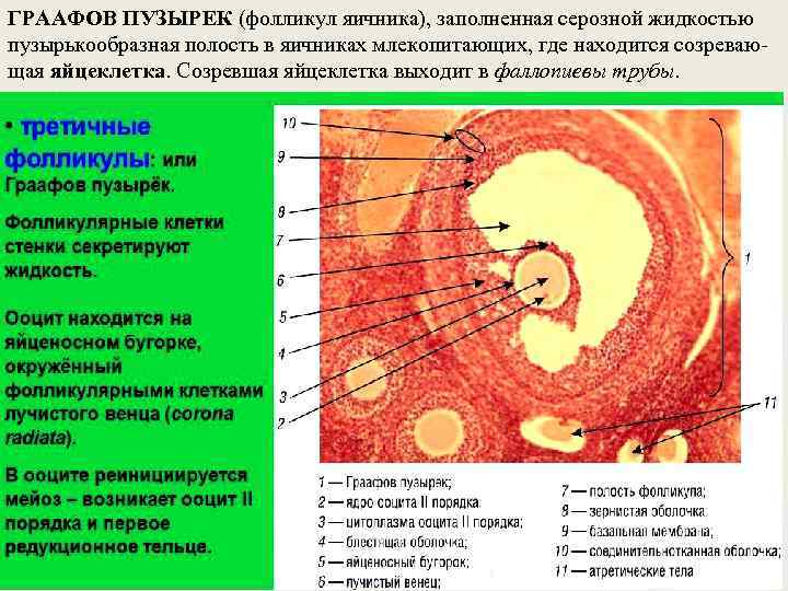 ГРААФОВ ПУЗЫРЕК (фолликул яичника), заполненная серозной жидкостью пузырькообразная полость в яичниках млекопитающих, где находится