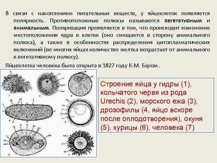 В связи с накоплением питательных веществ, у яйцеклеток появляется полярность. Противоположные полюсы называются вегетативным