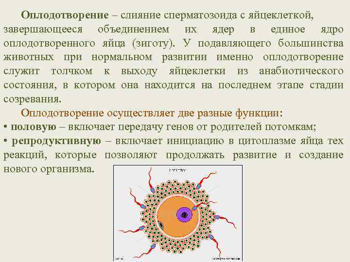 Оплодотворение – слияние сперматозоида с яйцеклеткой, завершающееся объединением их ядер в единое ядро оплодотворенного