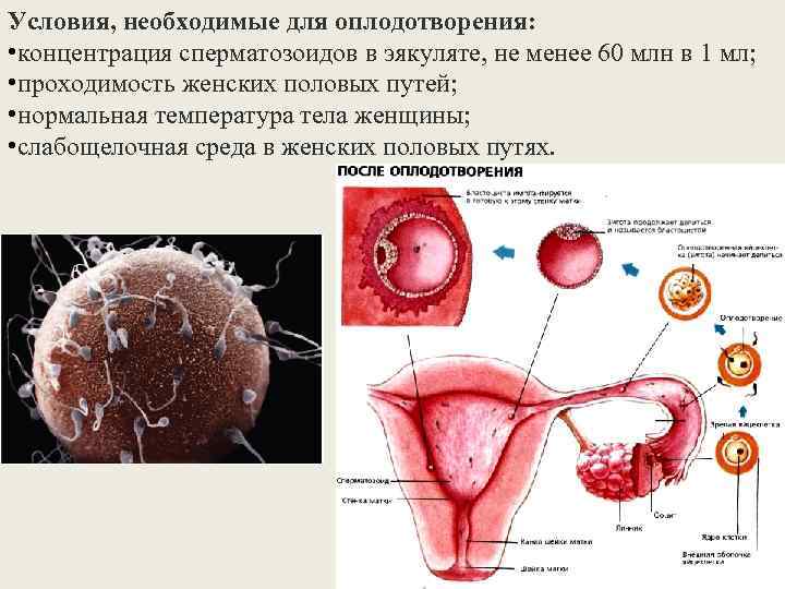 Условия, необходимые для оплодотворения: • концентрация сперматозоидов в эякуляте, не менее 60 млн в