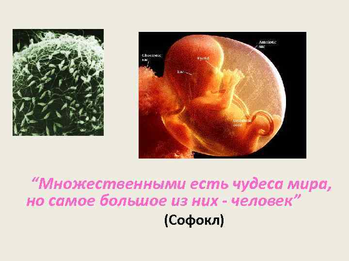 “Множественными есть чудеса мира, но самое большое из них - человек” (Софокл) 