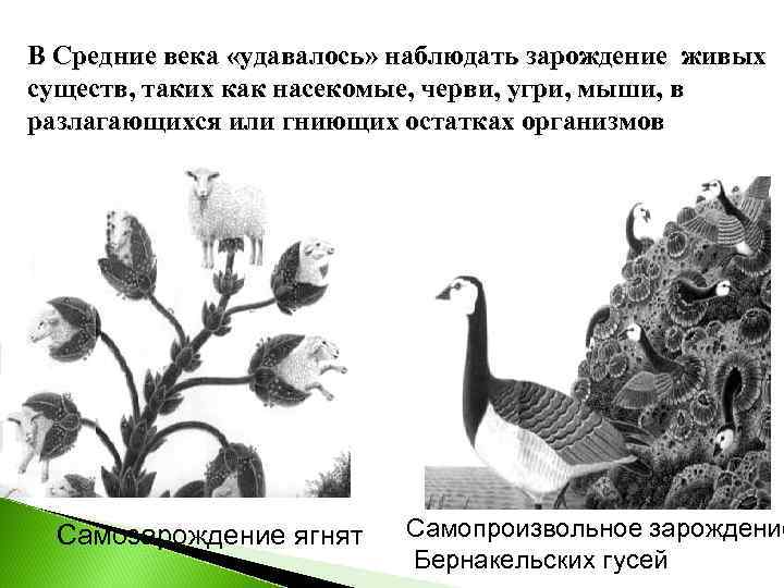 В Средние века «удавалось» наблюдать зарождение живых существ, таких как насекомые, черви, угри, мыши,