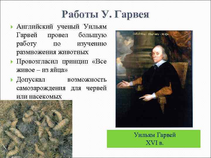 Работы У. Гарвея Английский ученый Уильям Гарвей провел большую работу по изучению размножения животных