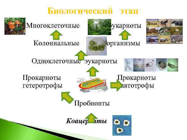 Этапы биологии