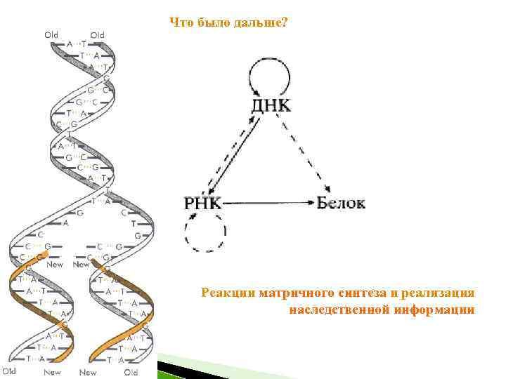 Рассмотрите предложенную схему классификации реакций матричного синтеза