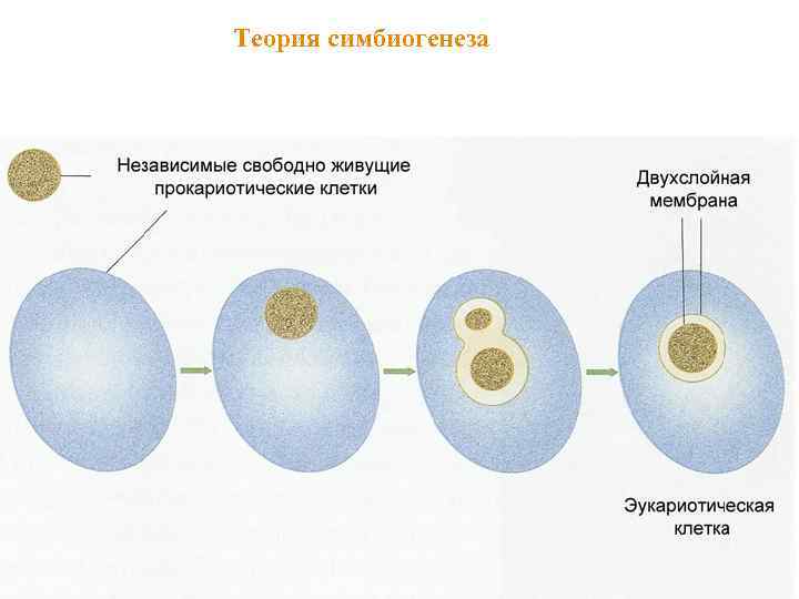 Теория симбиогенеза 