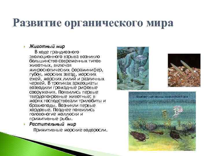 Проект история развития органического мира на земле