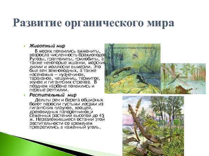 Развитие органического мира Животный мир В морях появились аммониты, возросла численность брахиоподов. Ругозы, граптолиты,