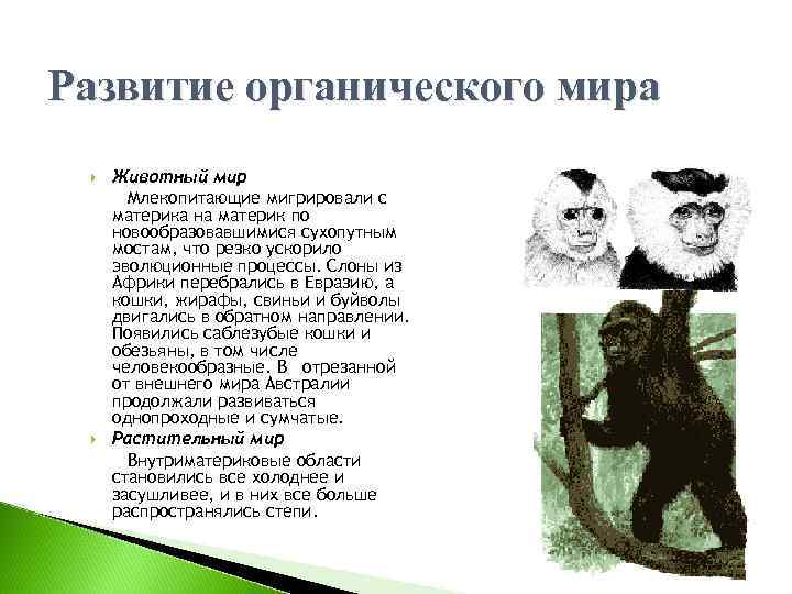 Развитие органического мира Животный мир Млекопитающие мигрировали с материка на материк по новообразовавшимися сухопутным