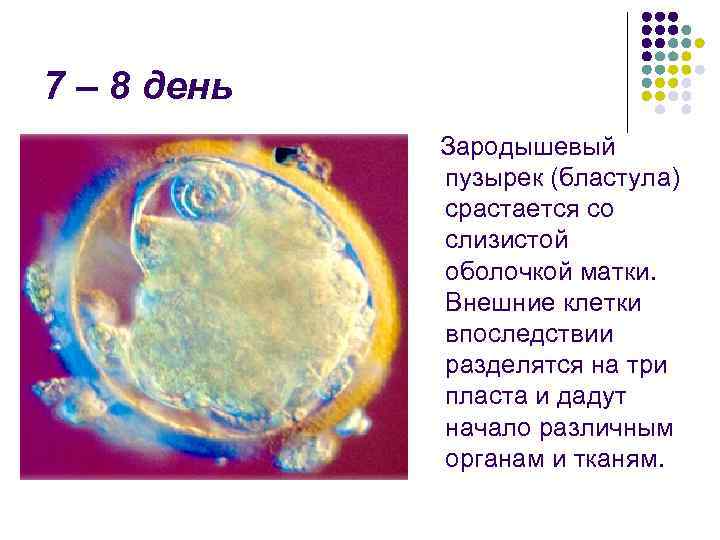 7 – 8 день Зародышевый пузырек (бластула) срастается со слизистой оболочкой матки. Внешние клетки