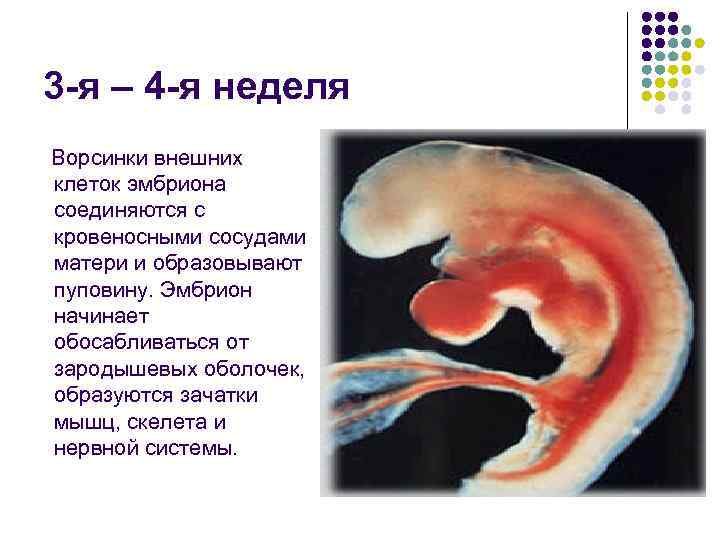 3 -я – 4 -я неделя Ворсинки внешних клеток эмбриона соединяются с кровеносными сосудами