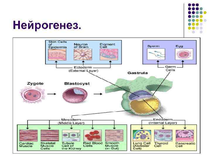 Нейрогенез. 