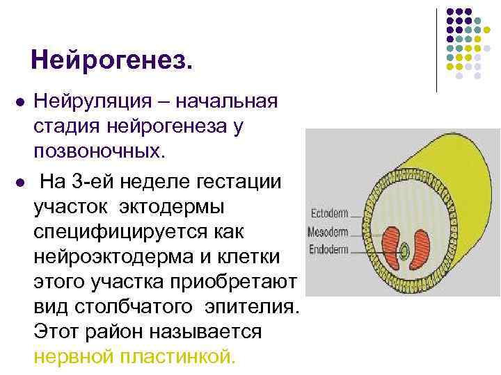 Нейрогенез. l l Нейруляция – начальная стадия нейрогенеза у позвоночных. На 3 -ей неделе