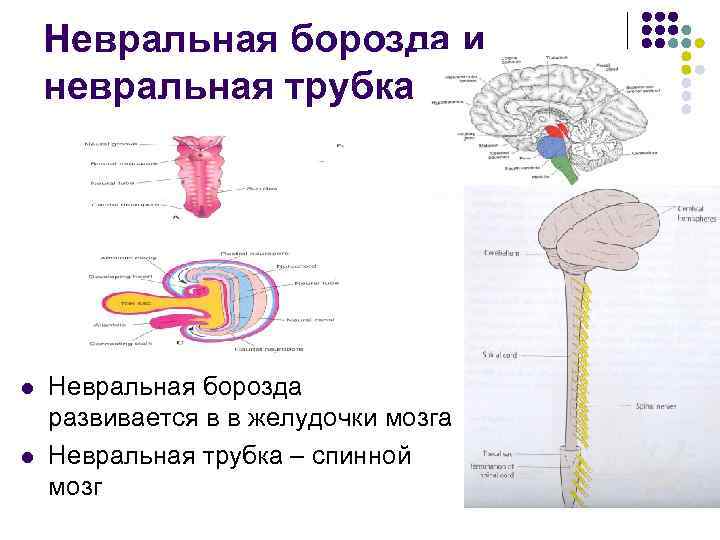 Невральная борозда и невральная трубка l l Невральная борозда развивается в в желудочки мозга