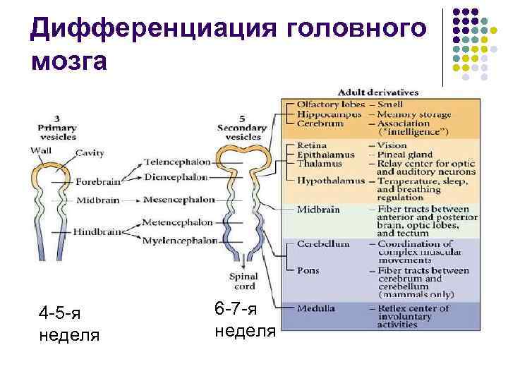 Дифференциация головного мозга 4 -5 -я неделя 6 -7 -я неделя 