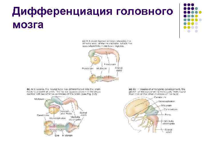 Дифференциация головного мозга 