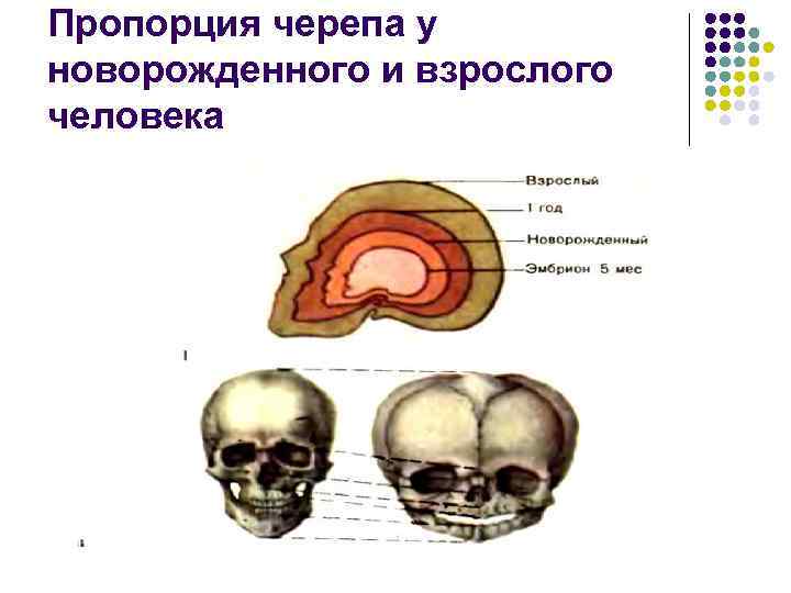 Пропорция черепа у новорожденного и взрослого человека 