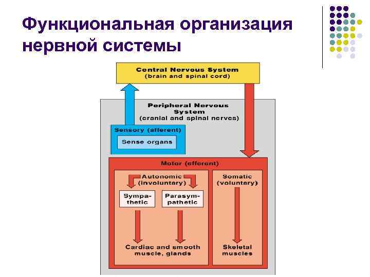 Функциональная организация нервной системы 