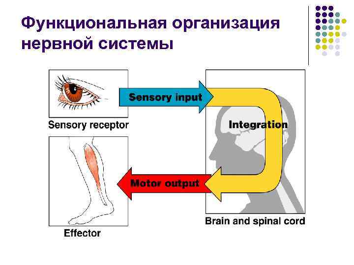 На рисунках схематично представлена организация нервной системы человека на разных уровнях