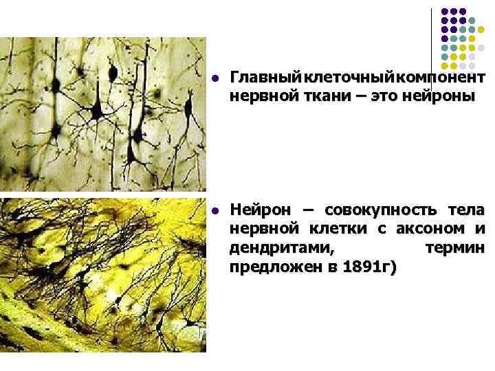 l Главный клеточный компонент нервной ткани – это нейроны l Нейрон – совокупность тела