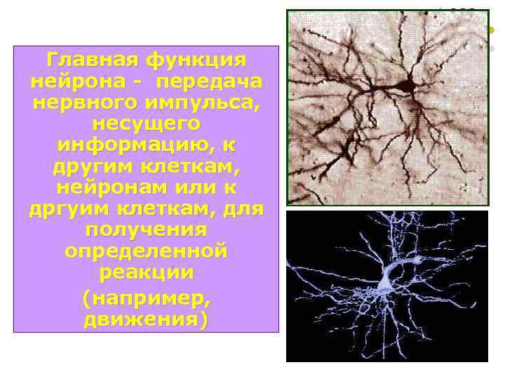 Главная функция нейрона - передача нервного импульса, несущего информацию, к другим клеткам, нейронам или