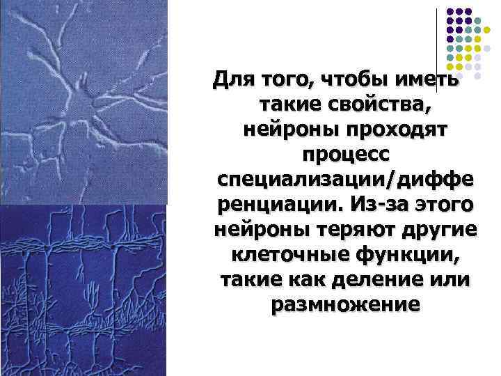 Для того, чтобы иметь такие свойства, нейроны проходят процесс специализации/диффе ренциации. Из-за этого нейроны