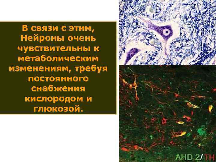 В связи с этим, Нейроны очень чувствительны к метаболическим изменениям, требуя постоянного снабжения кислородом