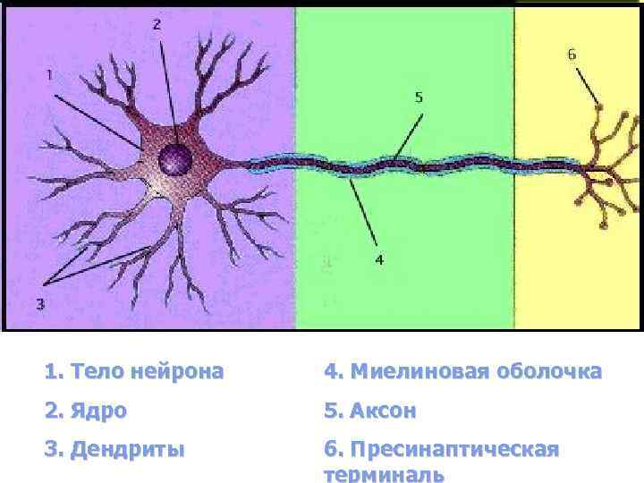 4 нейрон. Ядрышко нейрона. Миелиновой оболочкой дендрит Аксон. Нейрон дендриты ядро Аксон. Ядрышко нервной клетки.