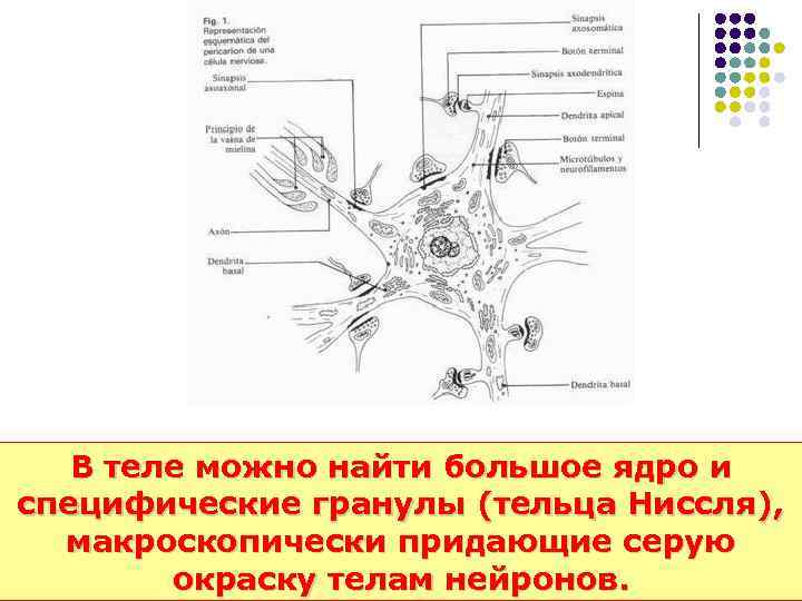 В теле можно найти большое ядро и специфические гранулы (тельца Ниссля), макроскопически придающие серую