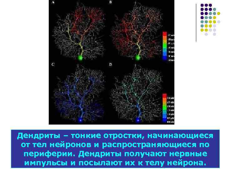 Дендриты – тонкие отростки, начинающиеся от тел нейронов и распространяющиеся по периферии. Дендриты получают