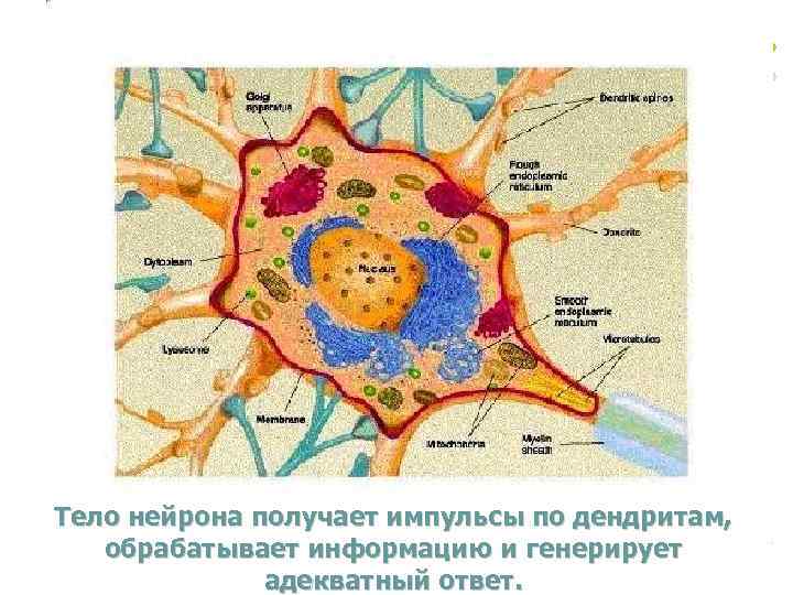 Тело нейрона получает импульсы по дендритам, обрабатывает информацию и генерирует адекватный ответ. 