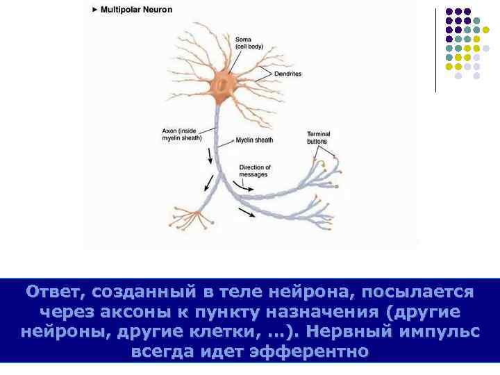 Ответ, созданный в теле нейрона, посылается через аксоны к пункту назначения (другие нейроны, другие